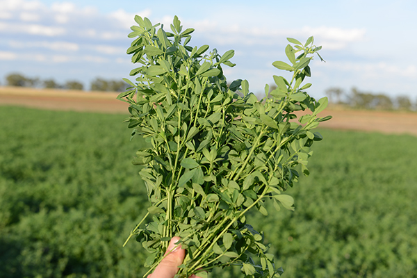 Transform Insecticide Label updates add further value to Transform WG insecticide