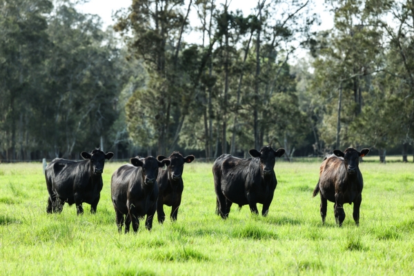 Unlocking the Nutritional Value of Selenium in Livestock Feed
