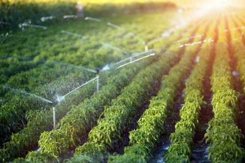 Irrigation — Agricultural Solutions in Bundaberg, QLD