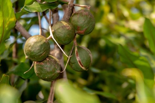 Macadamia — Agricultural Solutions in Bundaberg, QLD