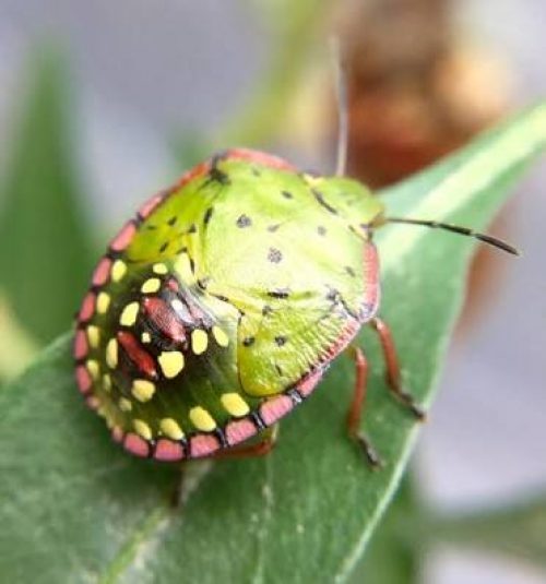 insecticides insecticides