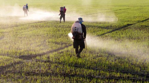 Spraying — Agricultural Solutions in Bundaberg, QLD